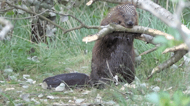 Bever