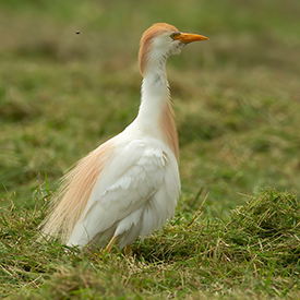 koereiger