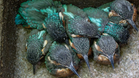 IJsvogels
