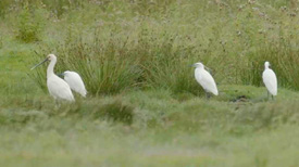 Weidevogels