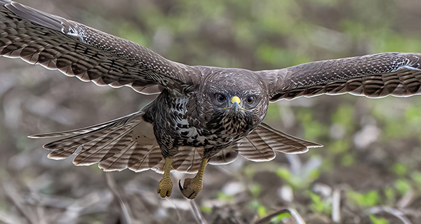 Buizerd