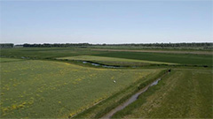 Pesticiden