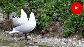 IJsvogel