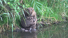 Bever