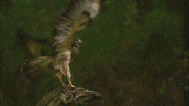 Buizerd