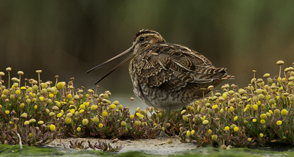 Watersnip