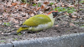 Groene specht