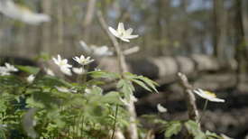 Bosanemonen