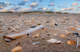 Schelpen